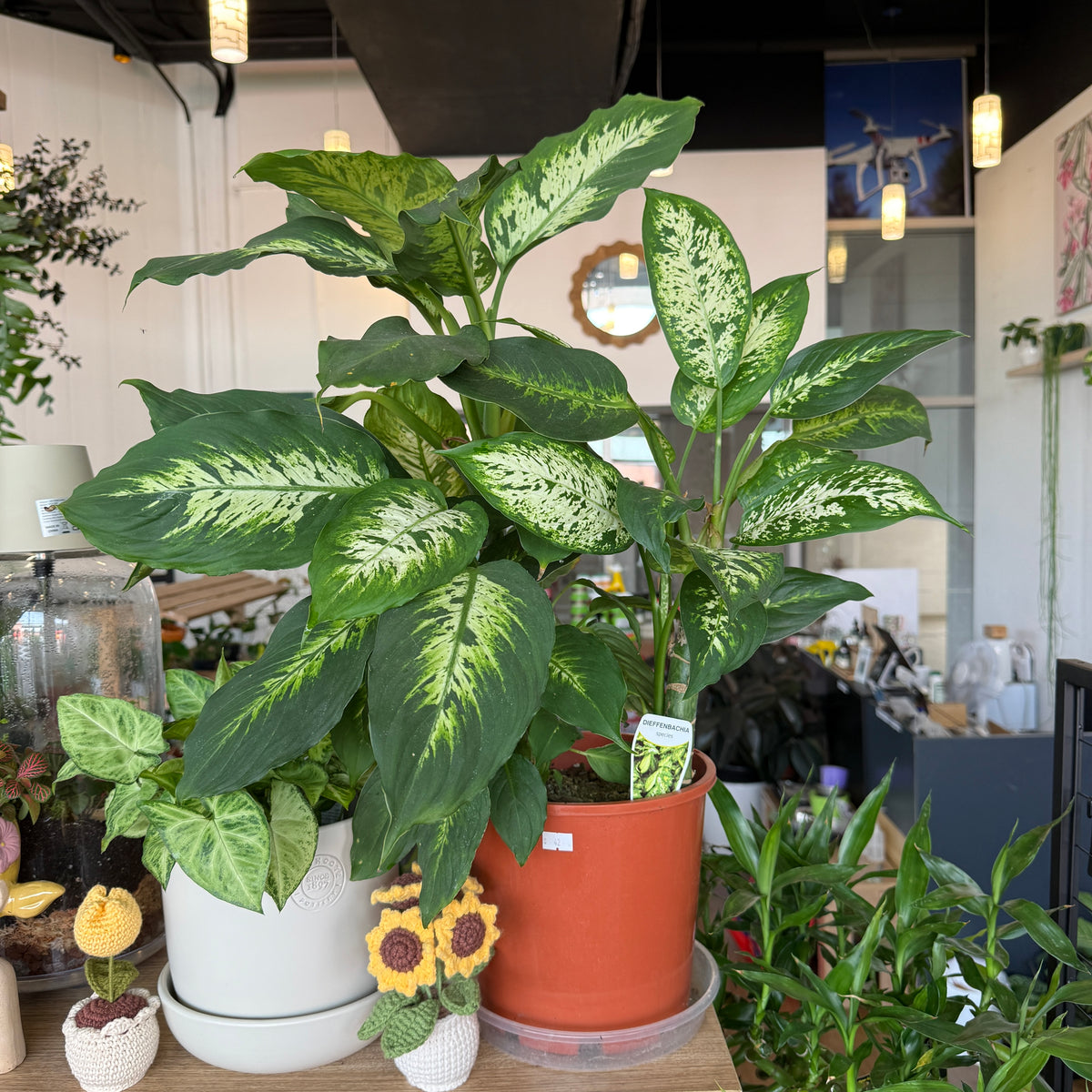 monstera deliciosa buy sydney Monstera Deliciosa