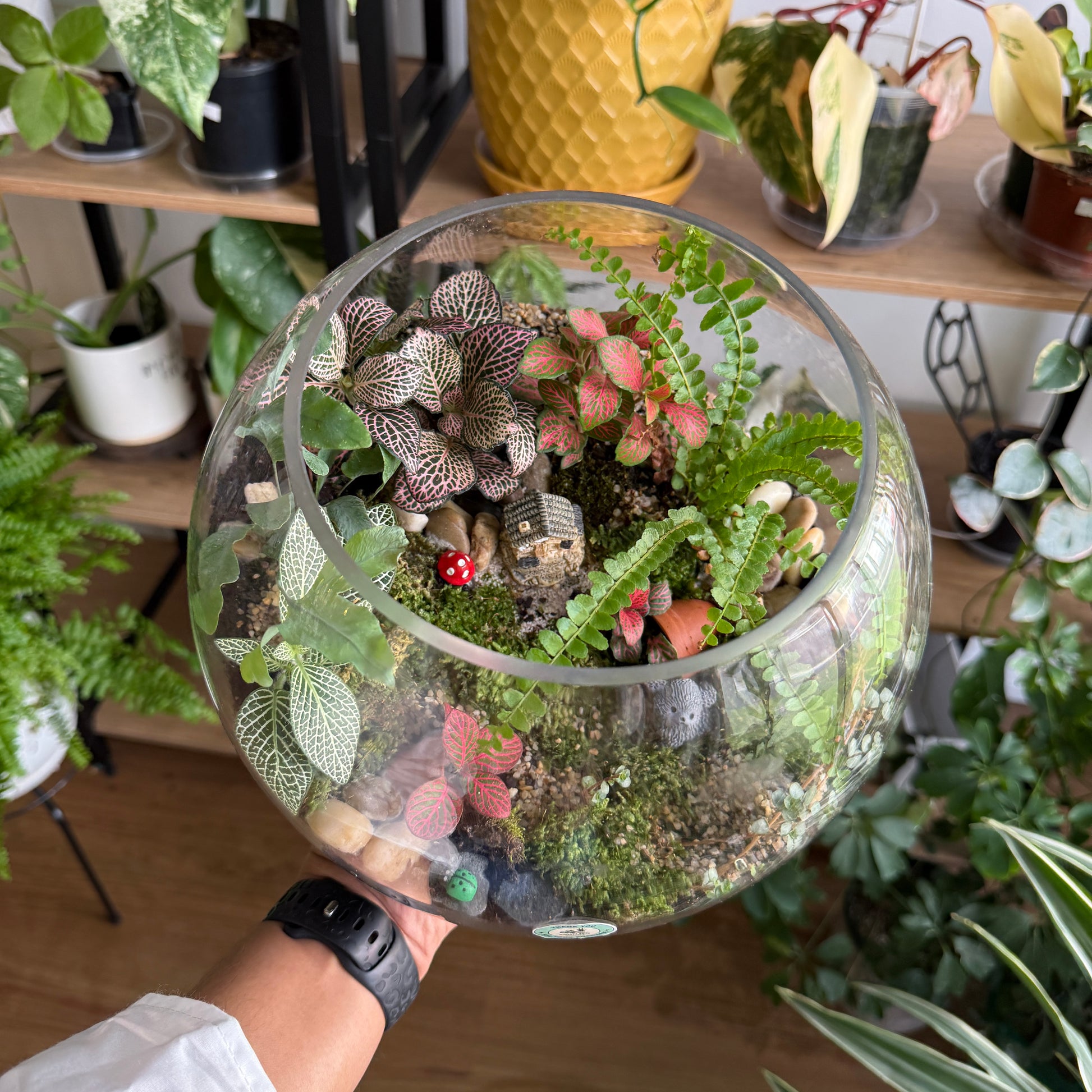 Tropical Terrarium Workshop