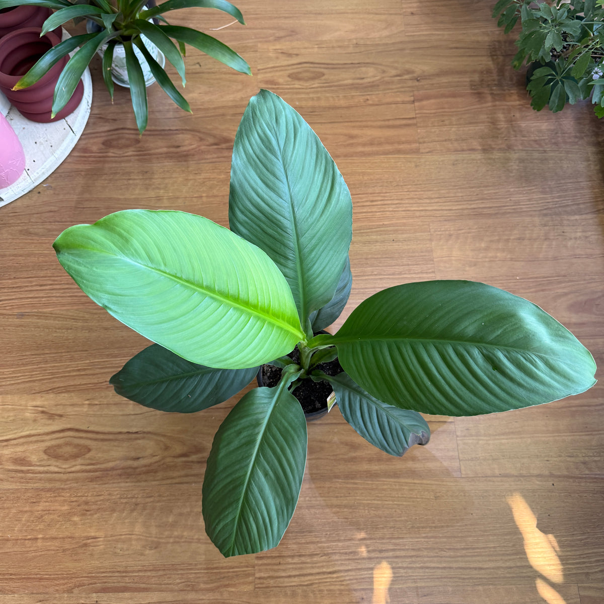 Spathiphyllum ‘Sensation’ large-leaf Peace Lily indoor plant Sydney