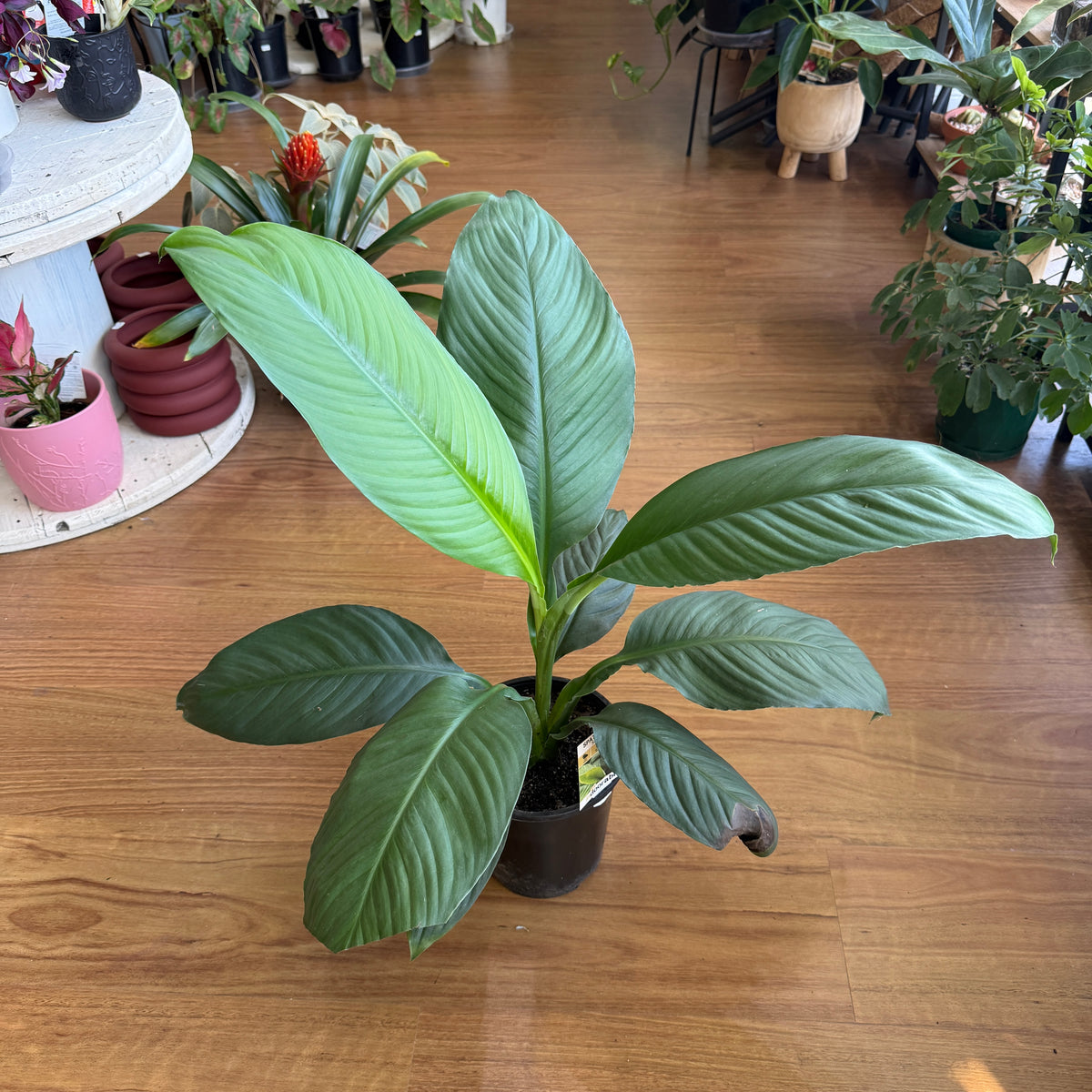 Spathiphyllum ‘Sensation’