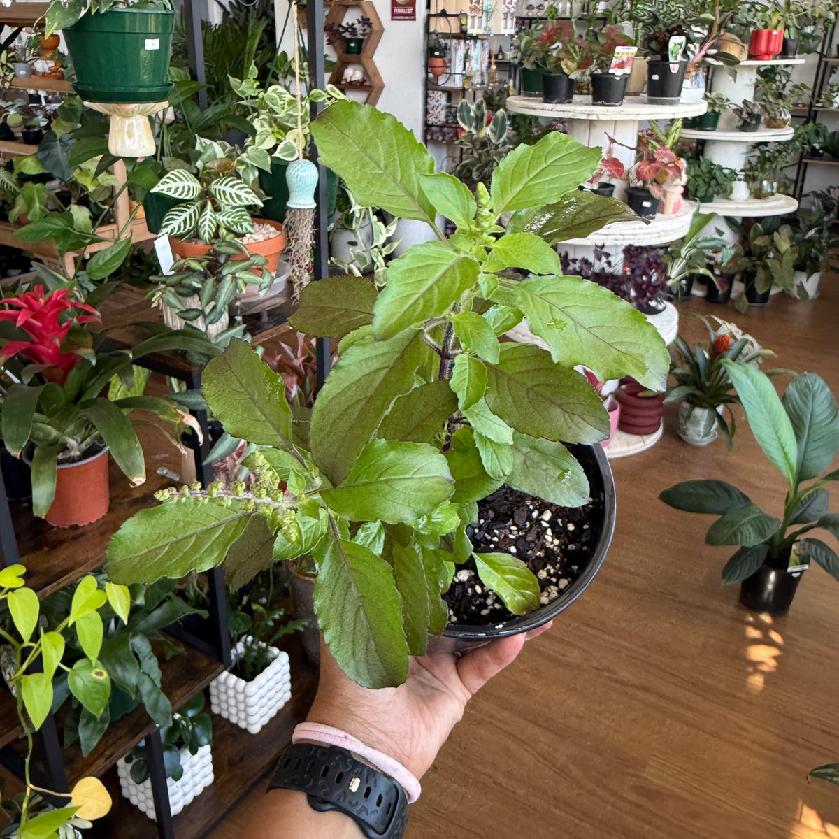 Holy Basil Tulsi plant indoor pot aromatic Indian plant Sydney