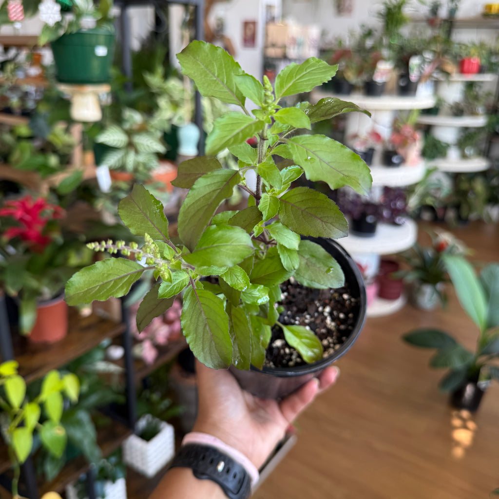 potted tulsi plant Holy Basil (Tulsi) Plant