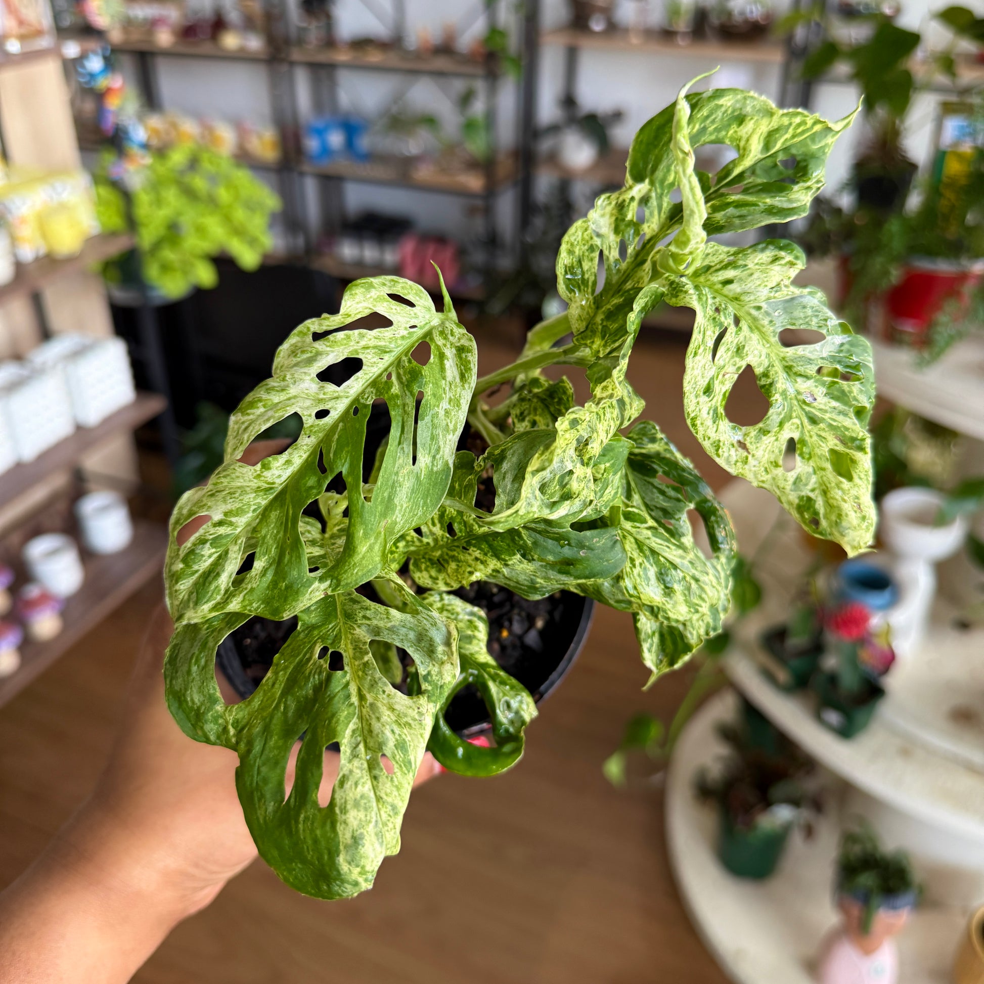 Monstera Molted Mint (Variegated Monstera)
