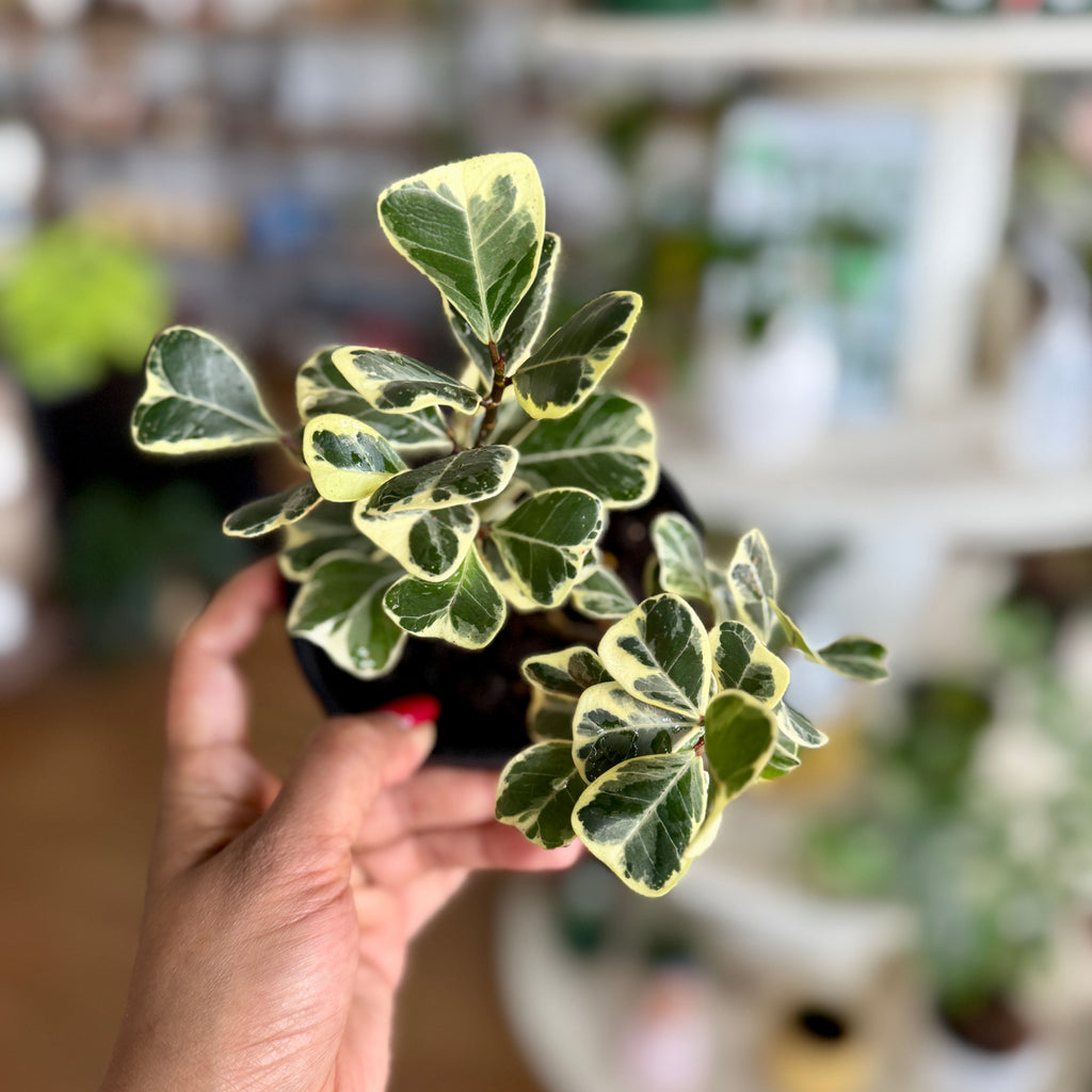 Ficus Triangularis (Sweetheart Fig) Variegated