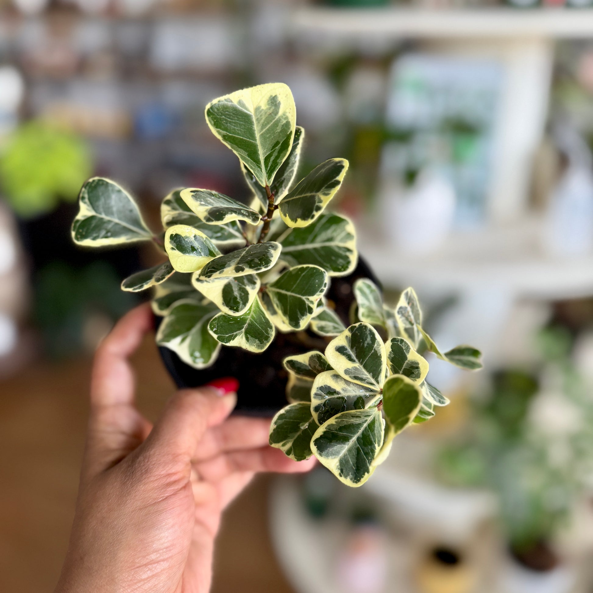 Ficus Triangularis (Sweetheart Fig) Variegated