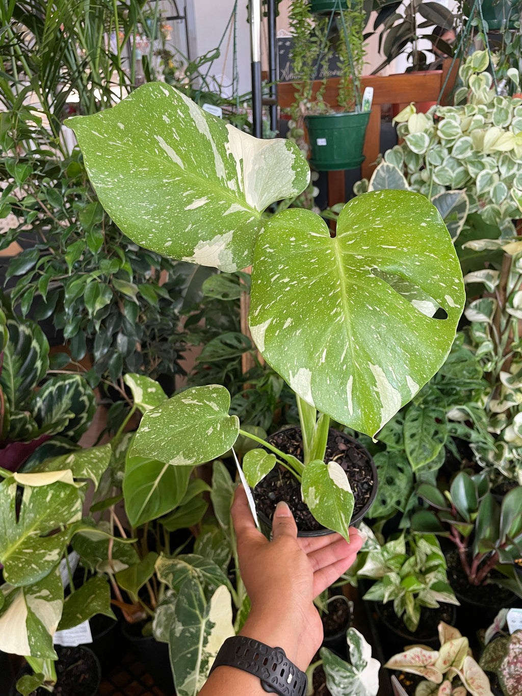 monstera-thai-constellation-2