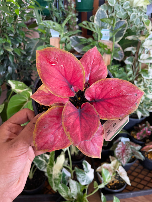 caladium-1