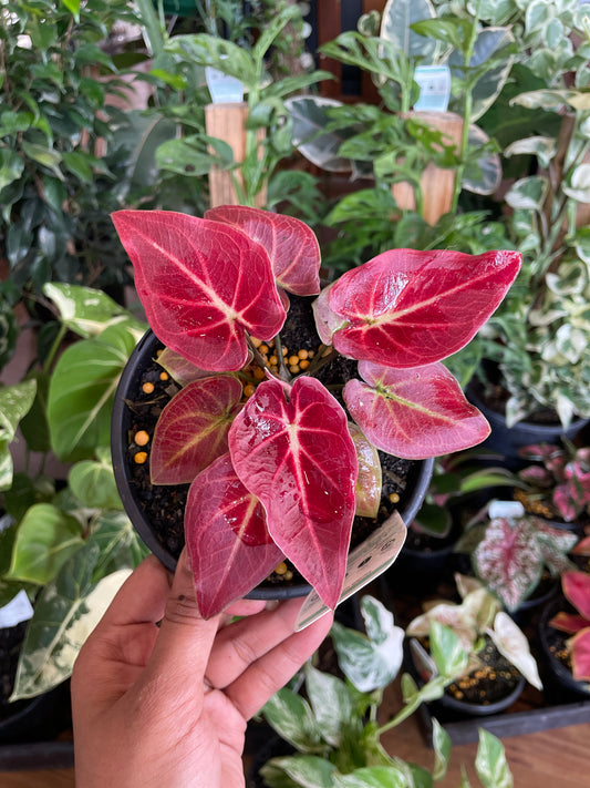 caladium-pink-camouflage