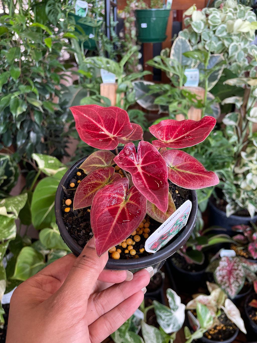 caladium-candy-lace