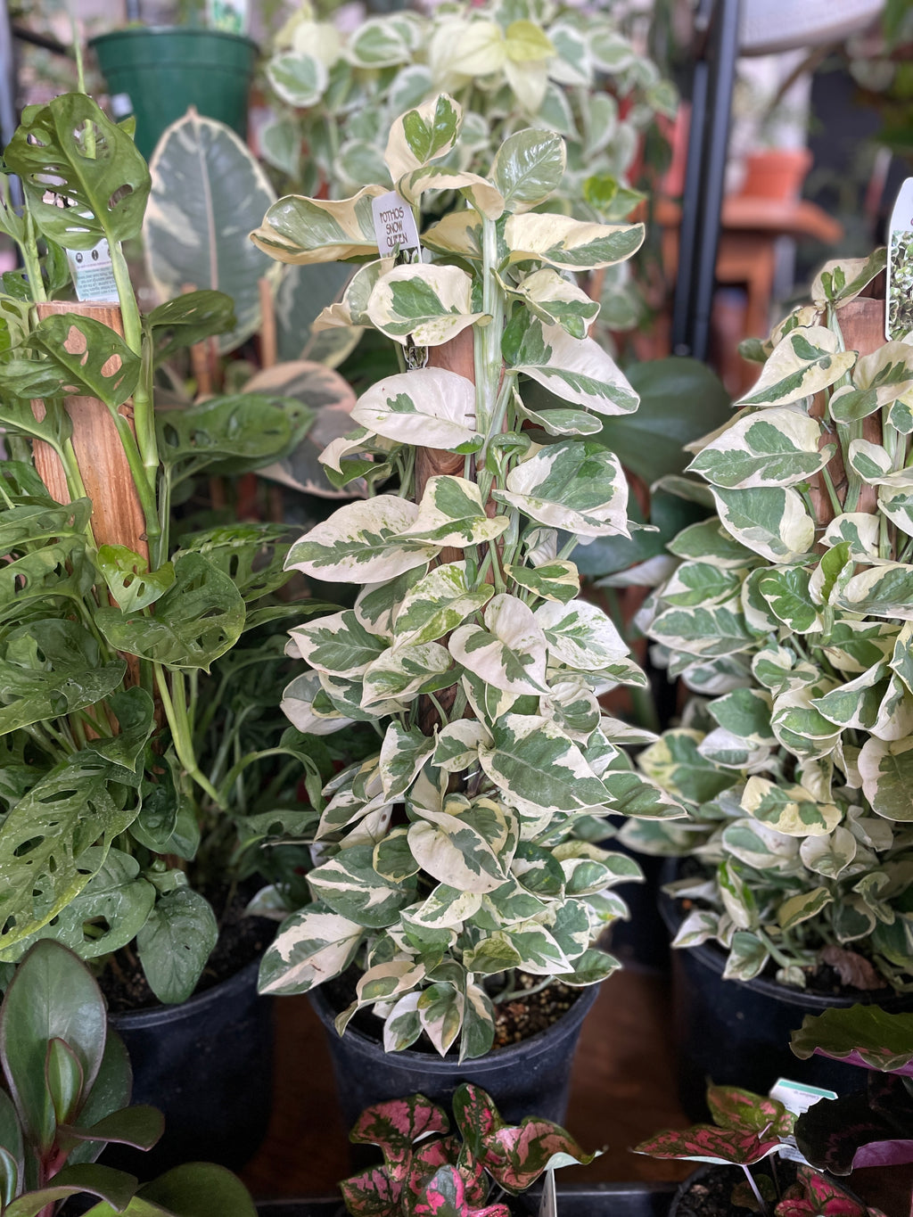 heart-shaped-propagation-vase-stylish-elegant-plant-display