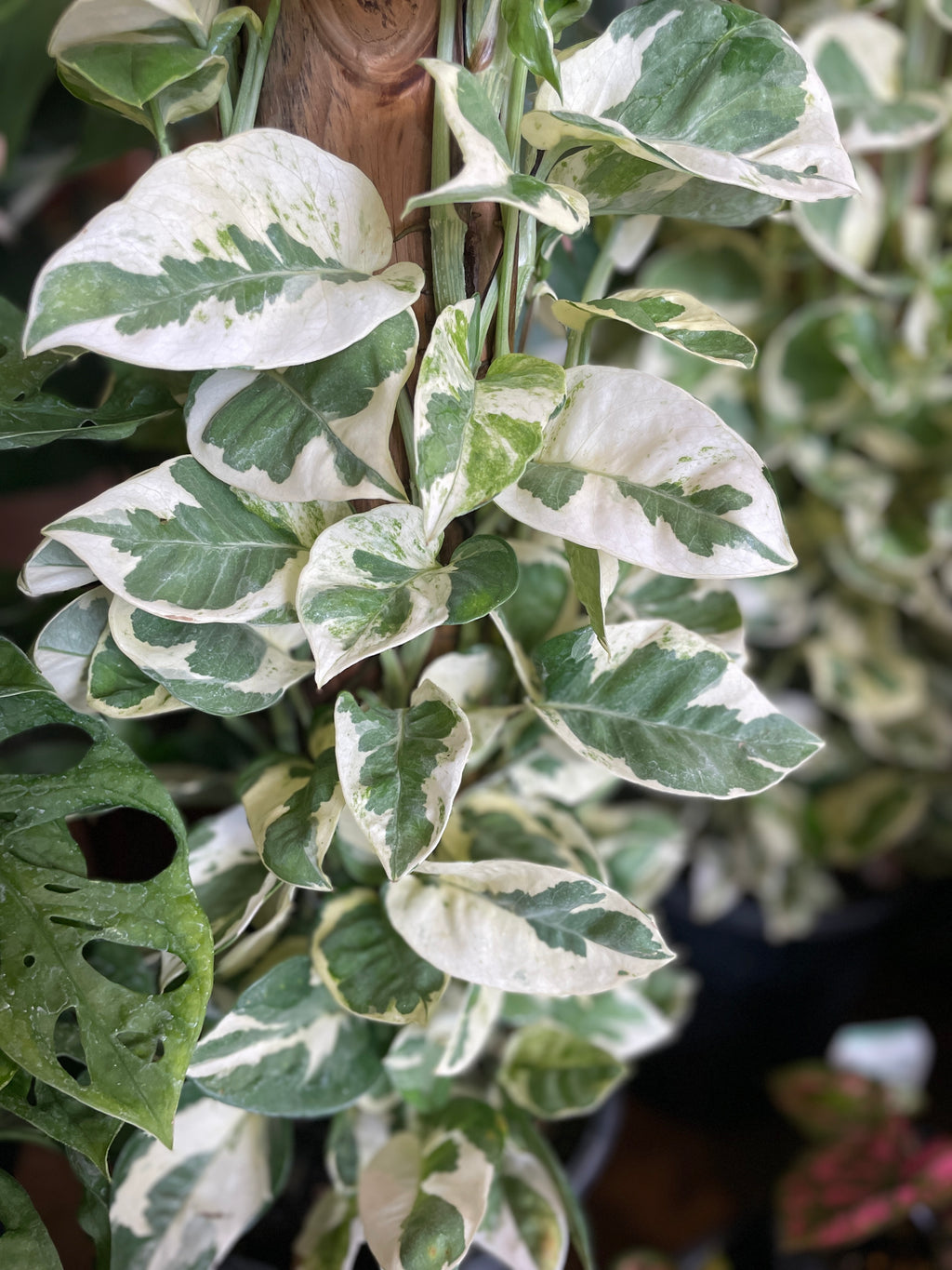 epipremnum-aureum-snow-queen-200mm-totem-pick-up-only