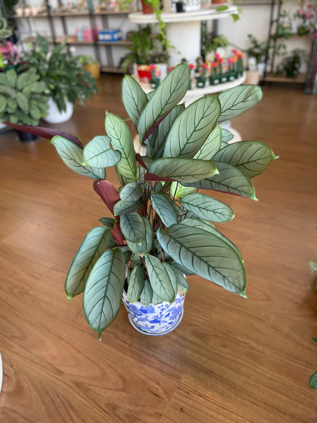 ctenanthe-grey-star-200mm-pick-up-only