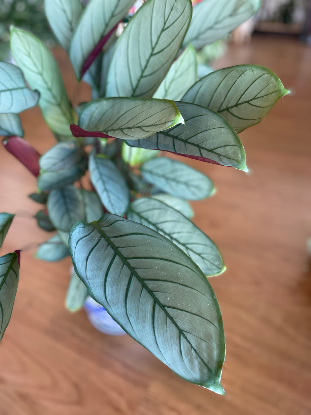 ctenanthe-grey-star-200mm-pick-up-only