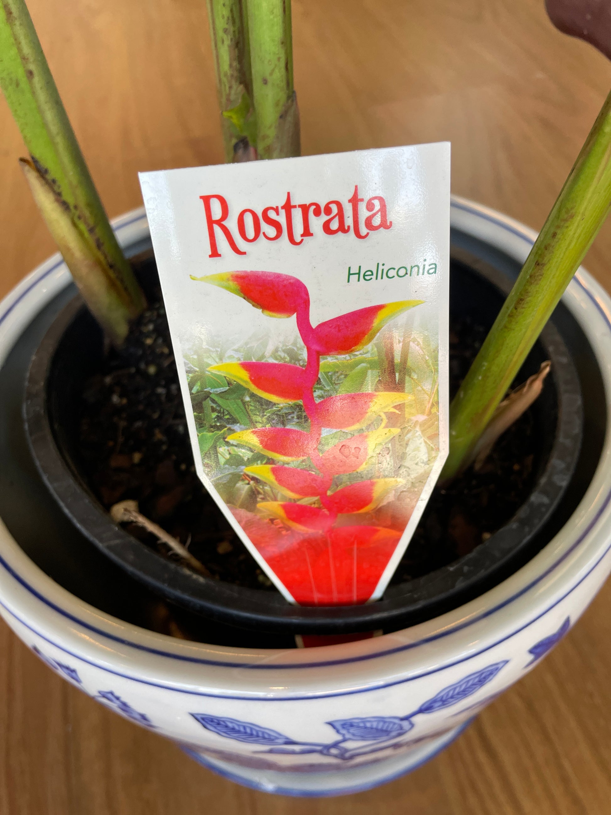rostrata-heliconia-200mm-pick-up-only