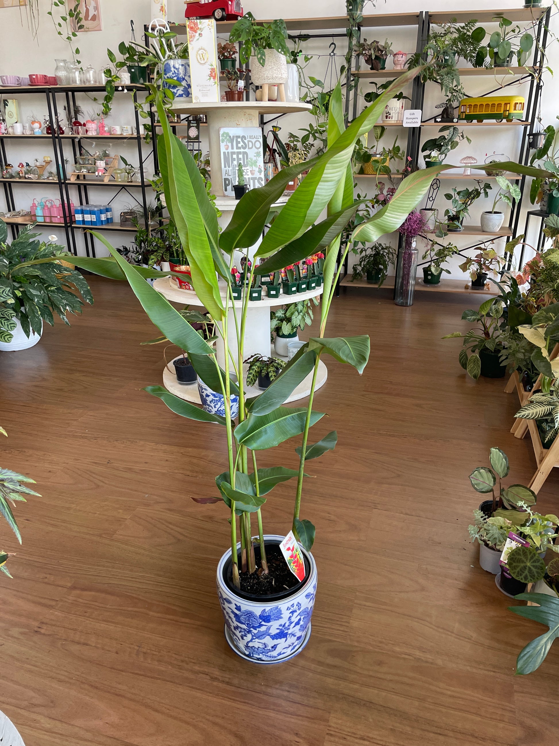 kentia-palm-200mm-pick-up-only