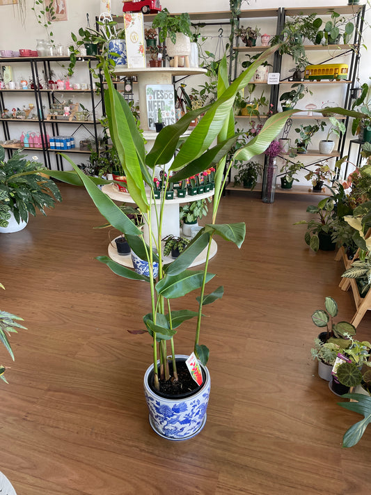 kentia-palm-200mm-pick-up-only