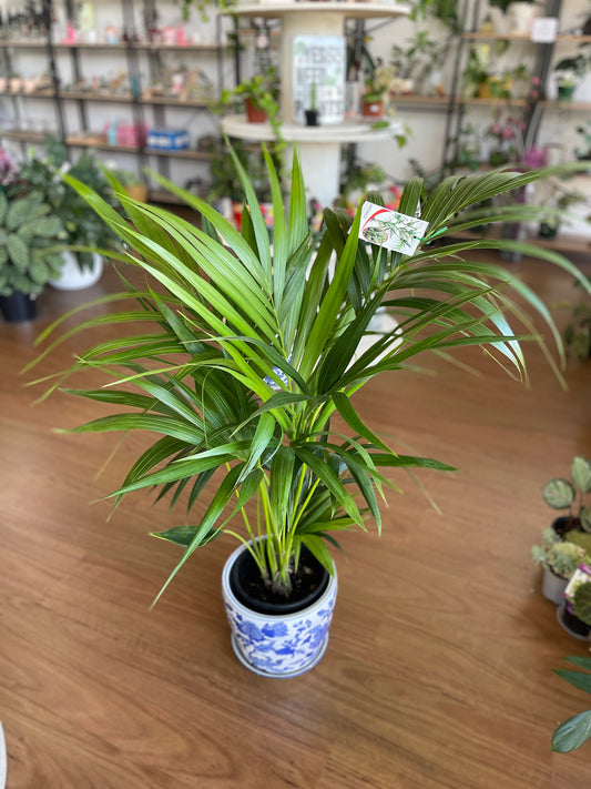 ctenanthe-grey-star-200mm-pick-up-only