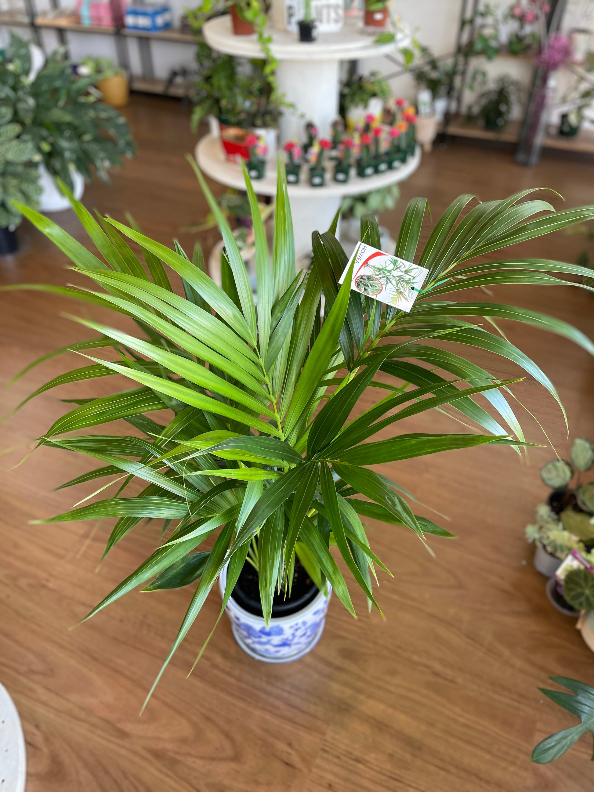 kentia-palm-200mm-pick-up-only
