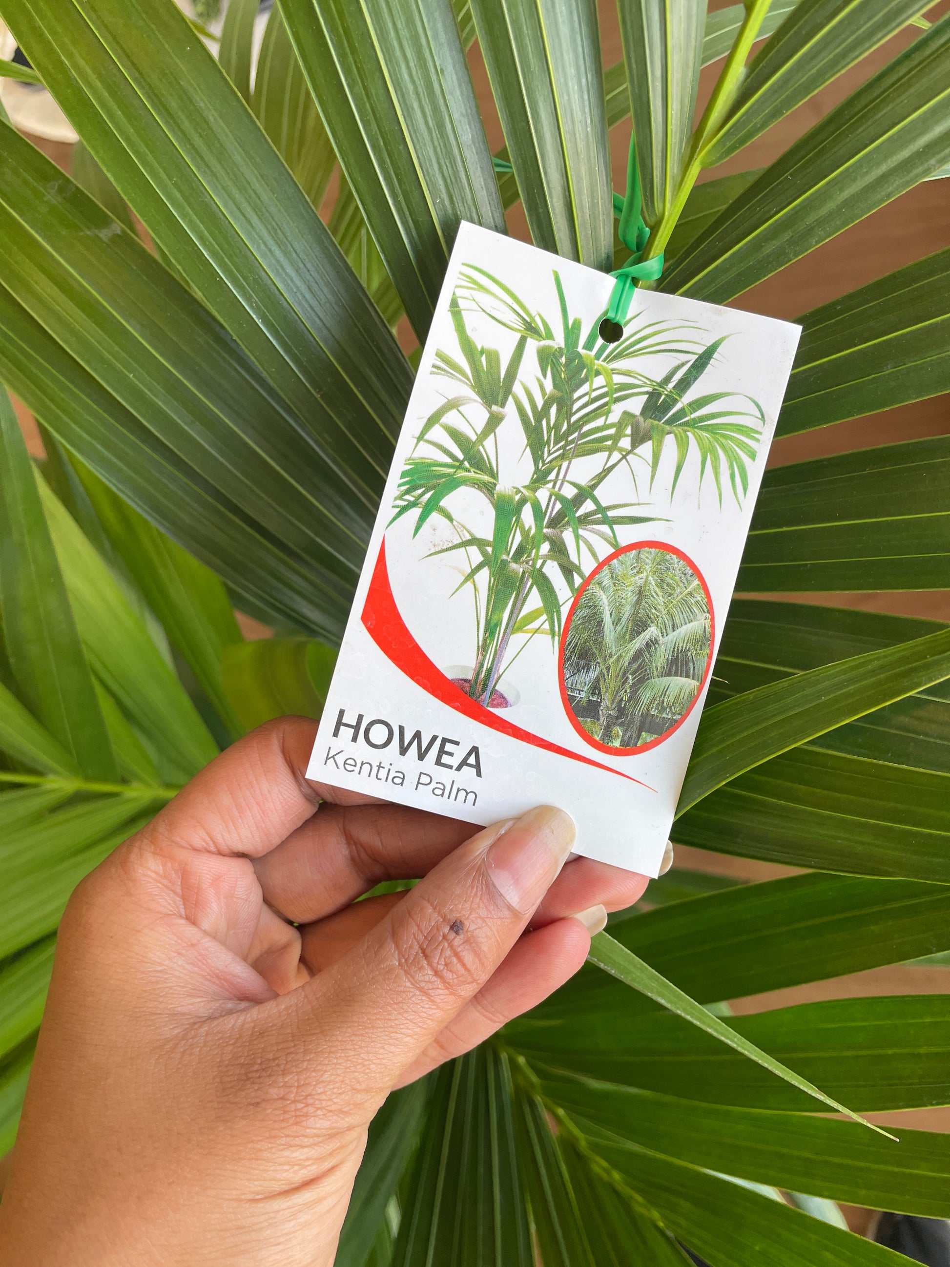 kentia-palm-200mm-pick-up-only