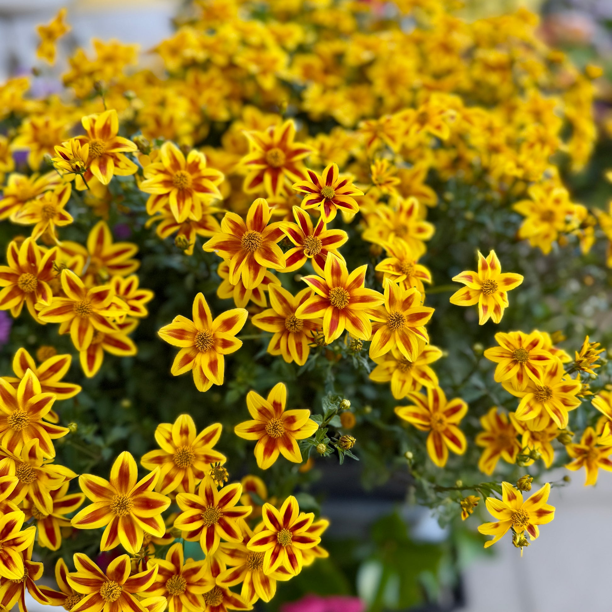 Bidens Taka Tuka (Blazing Star)