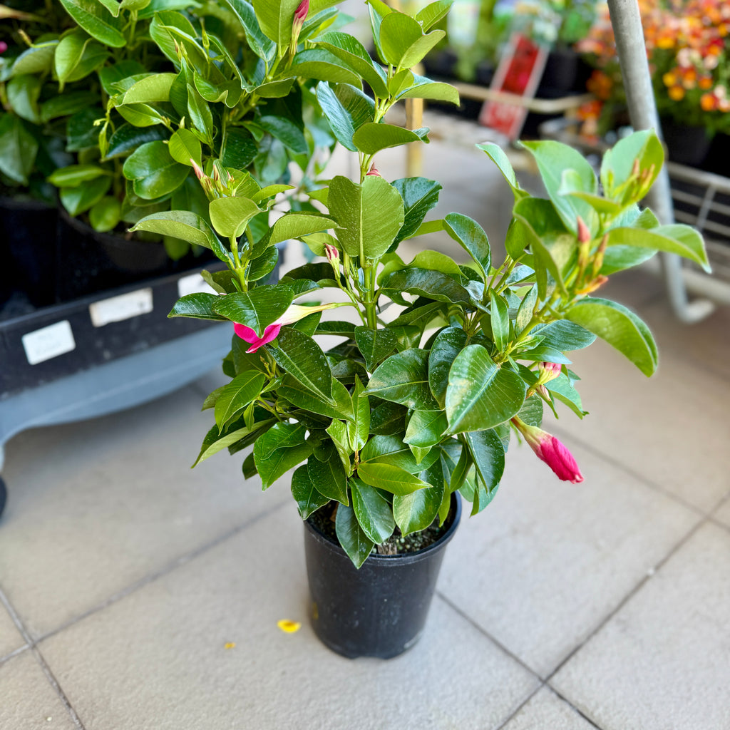 Mandevilla ‘Pink’