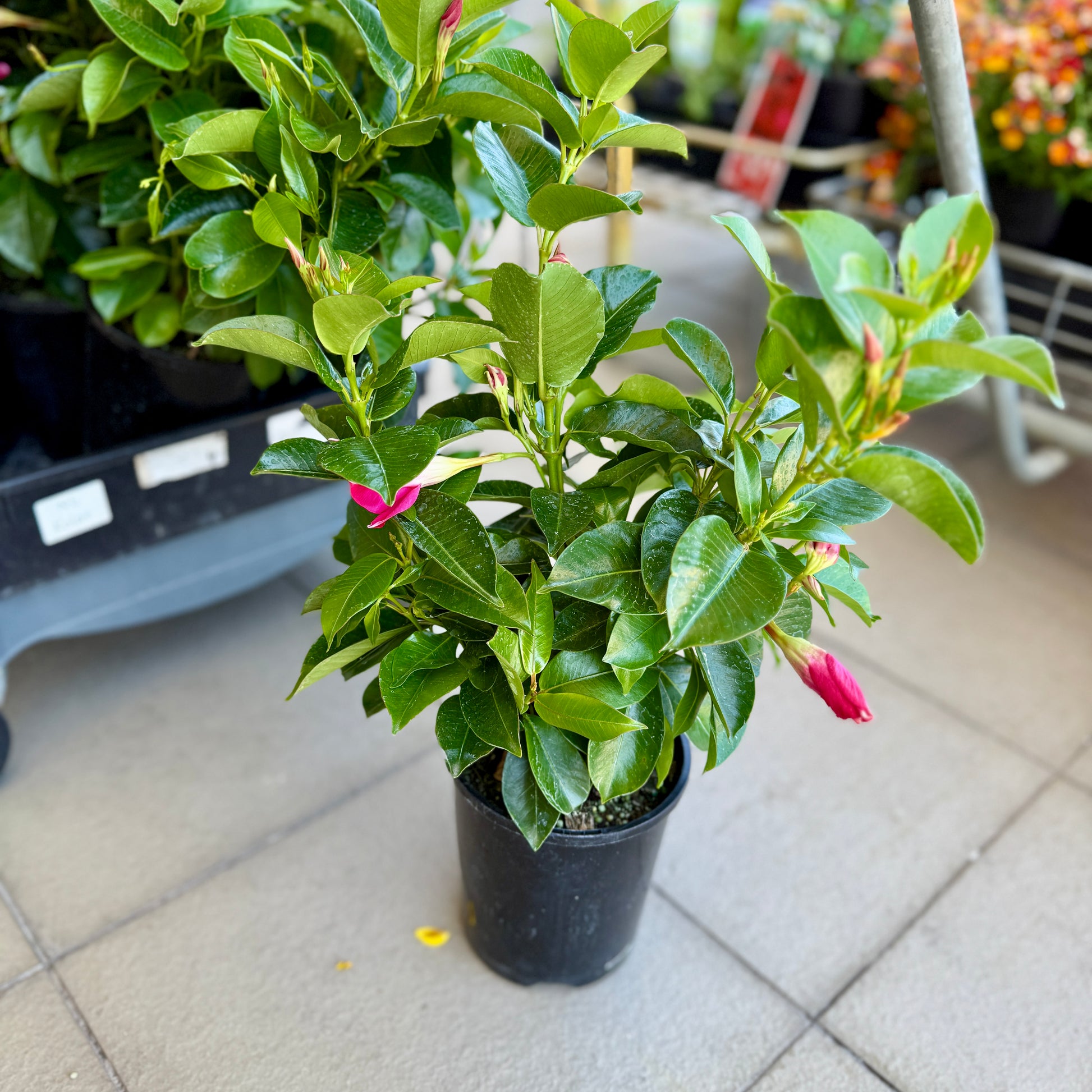 Mandevilla ‘Pink’