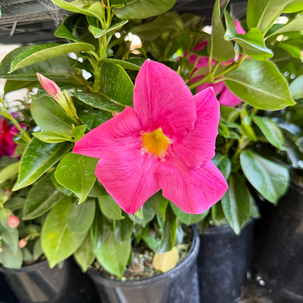 Mandevilla ‘Pink’