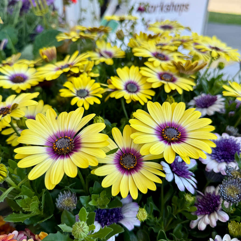 Osteospermum ‘Blue Eyed Beauty’