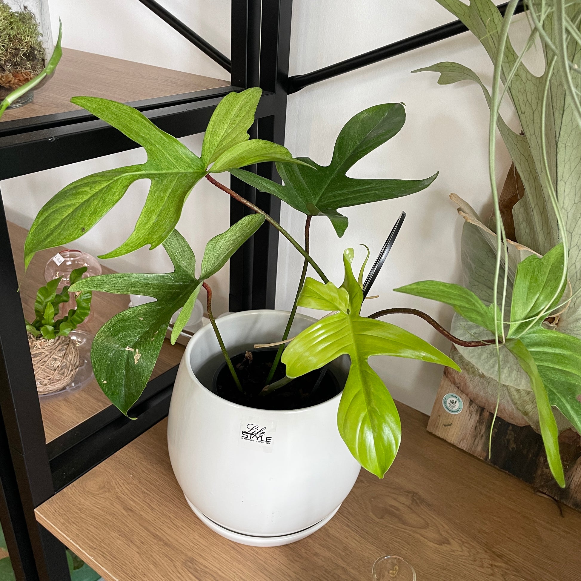 Philodendron Florida Ghost ‘Mint’ - Wera Plants
