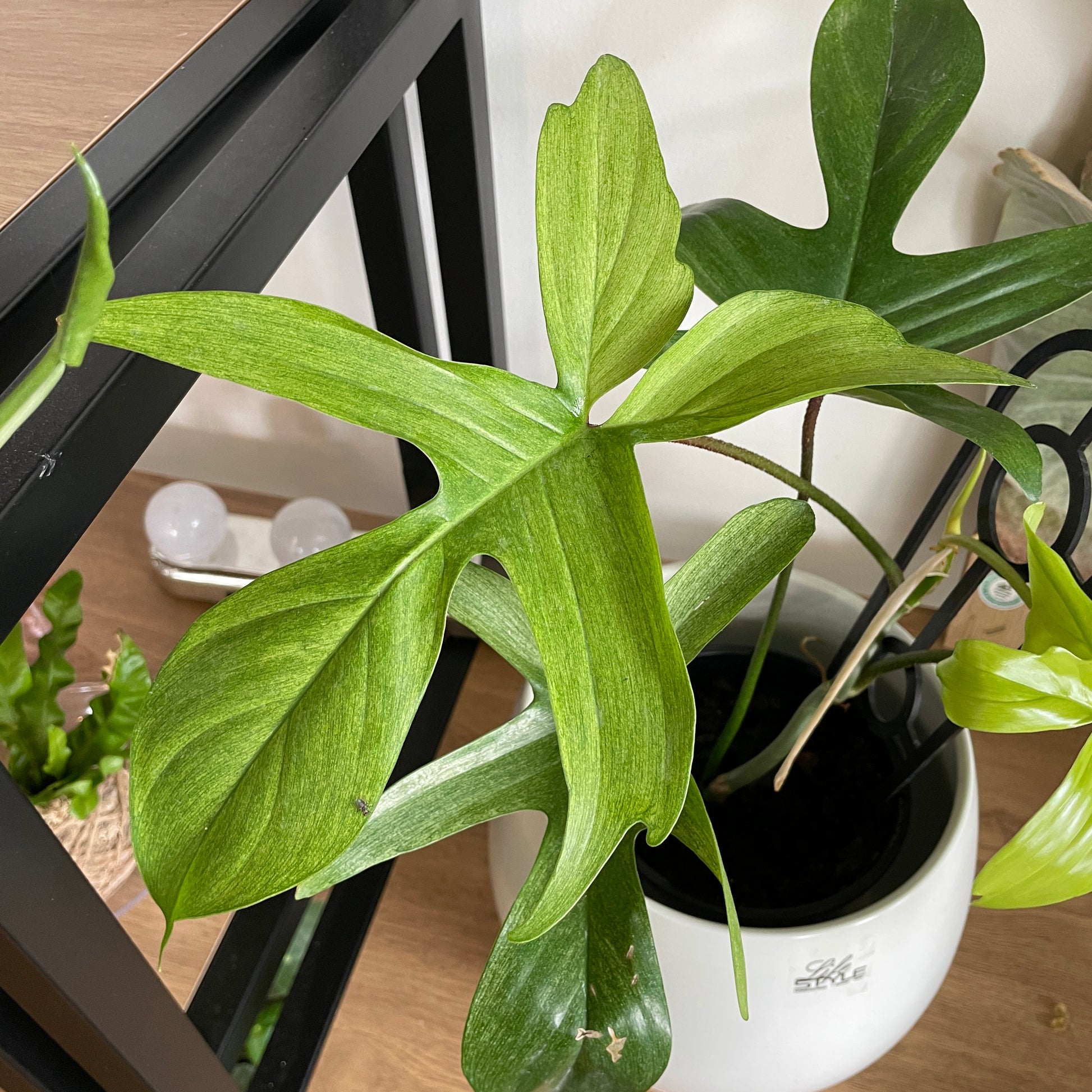 Philodendron Florida Ghost ‘Mint’ - Wera Plants