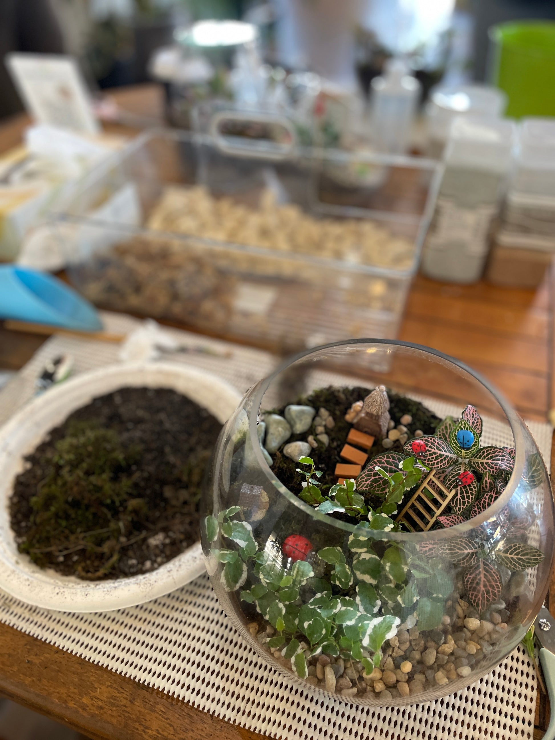 saturday-terrarium-workshop-near-me