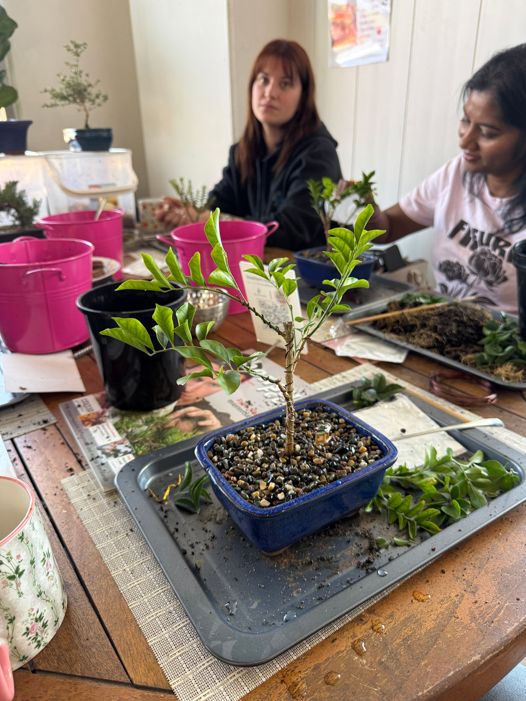 Canberra Bonsai Making Workshop