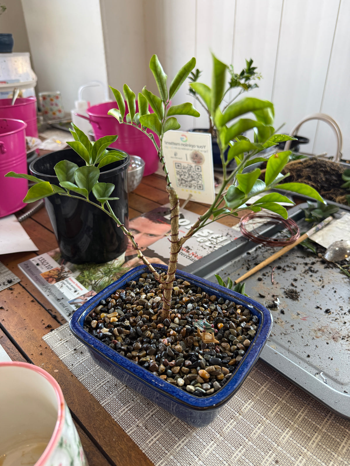 Beginner Bonsai Workshop