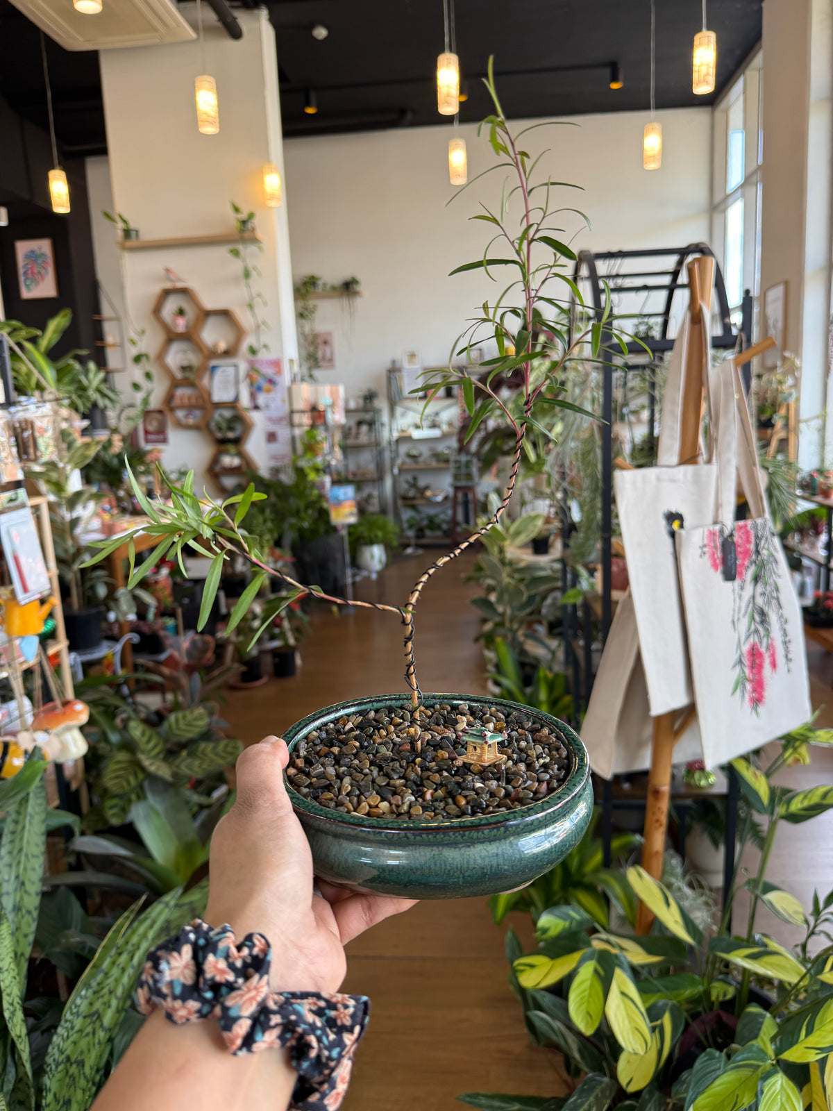 Beginner Bonsai Workshop
