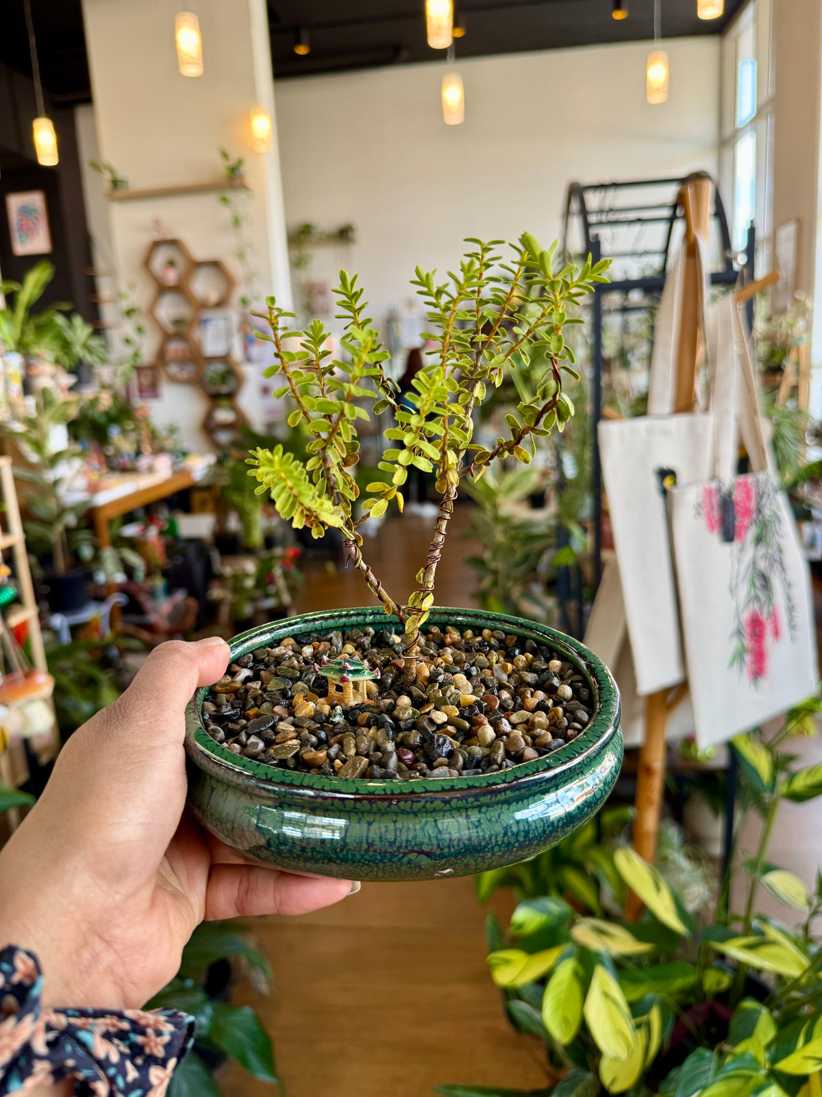 Beginner Bonsai Workshop