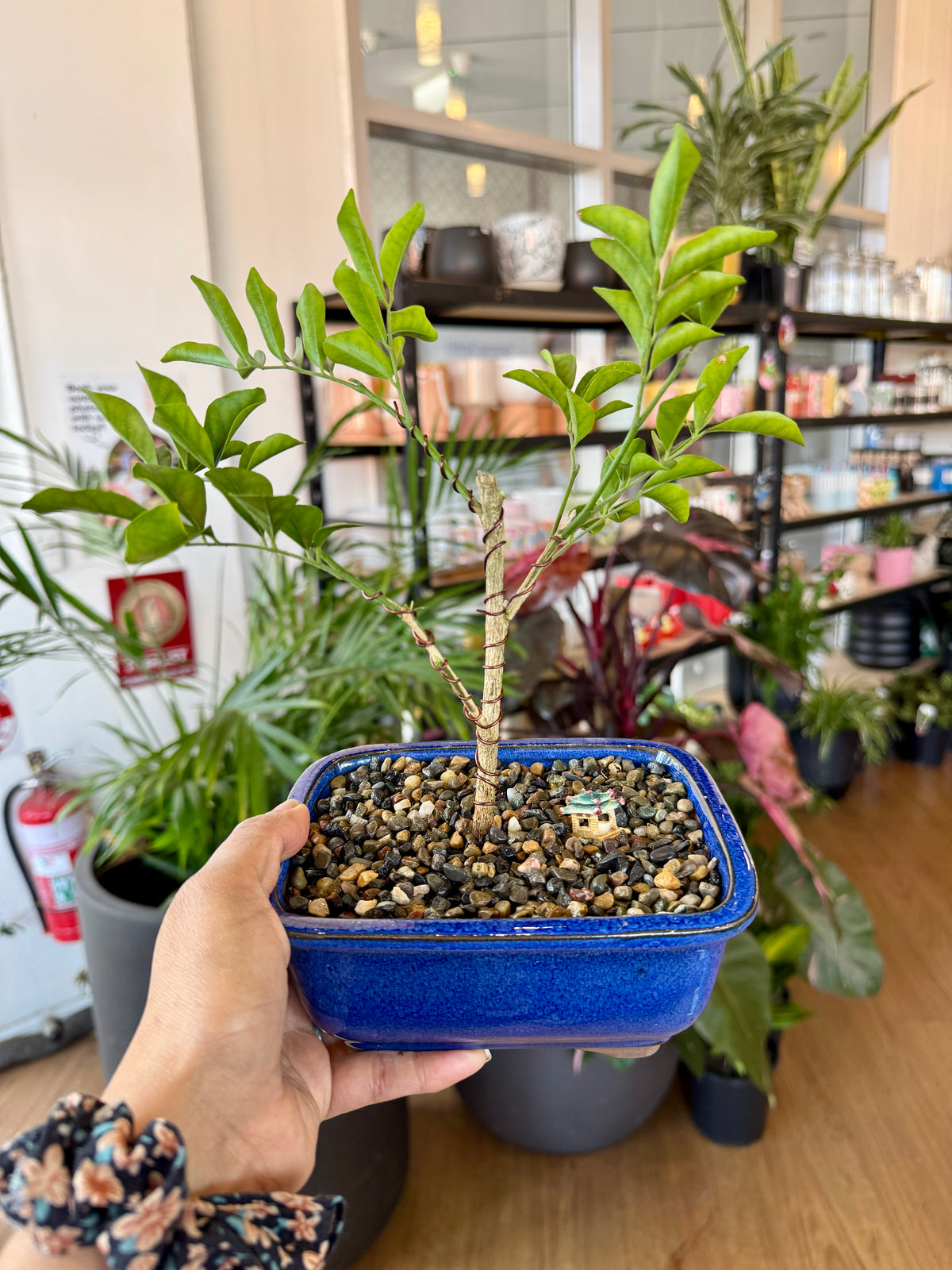 Beginner Bonsai Workshop