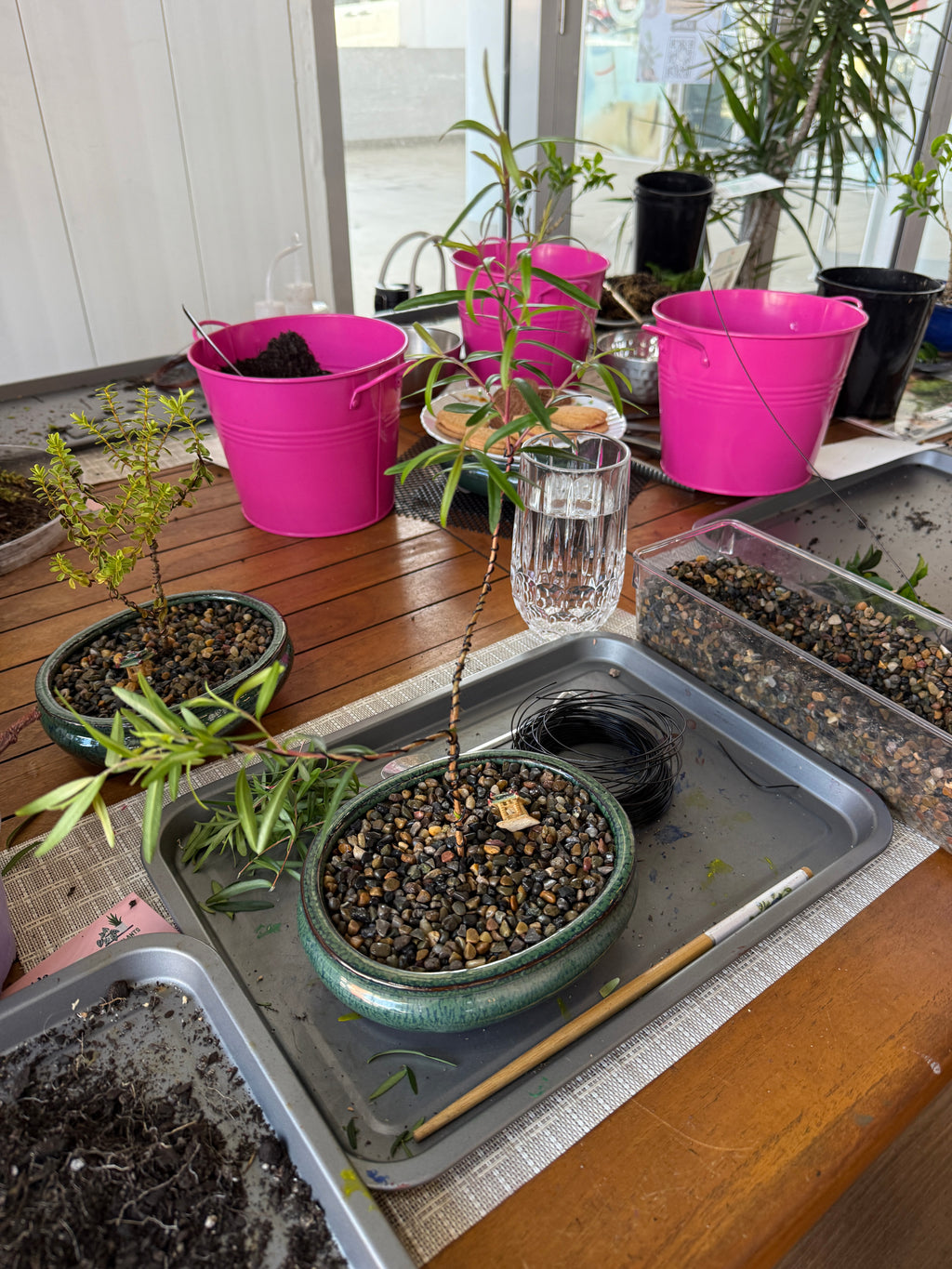 Beginner Bonsai Workshop