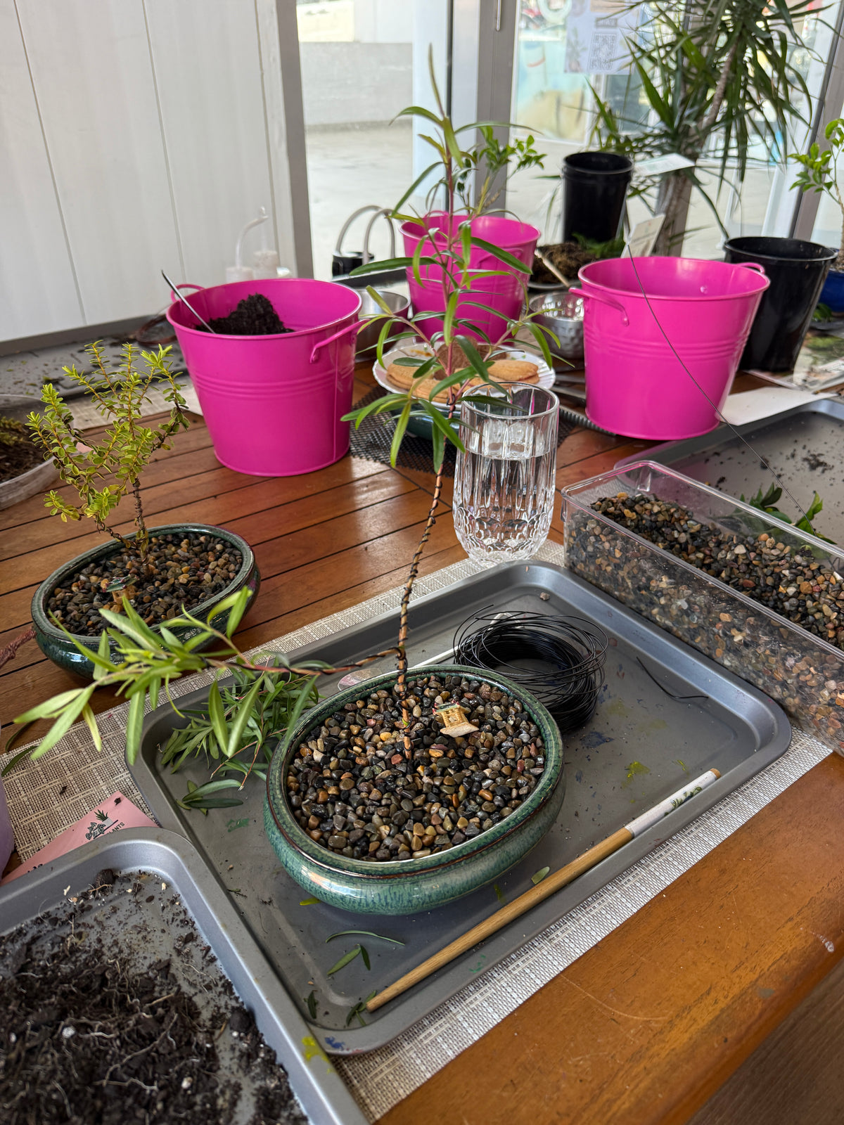 Beginner Bonsai Workshop