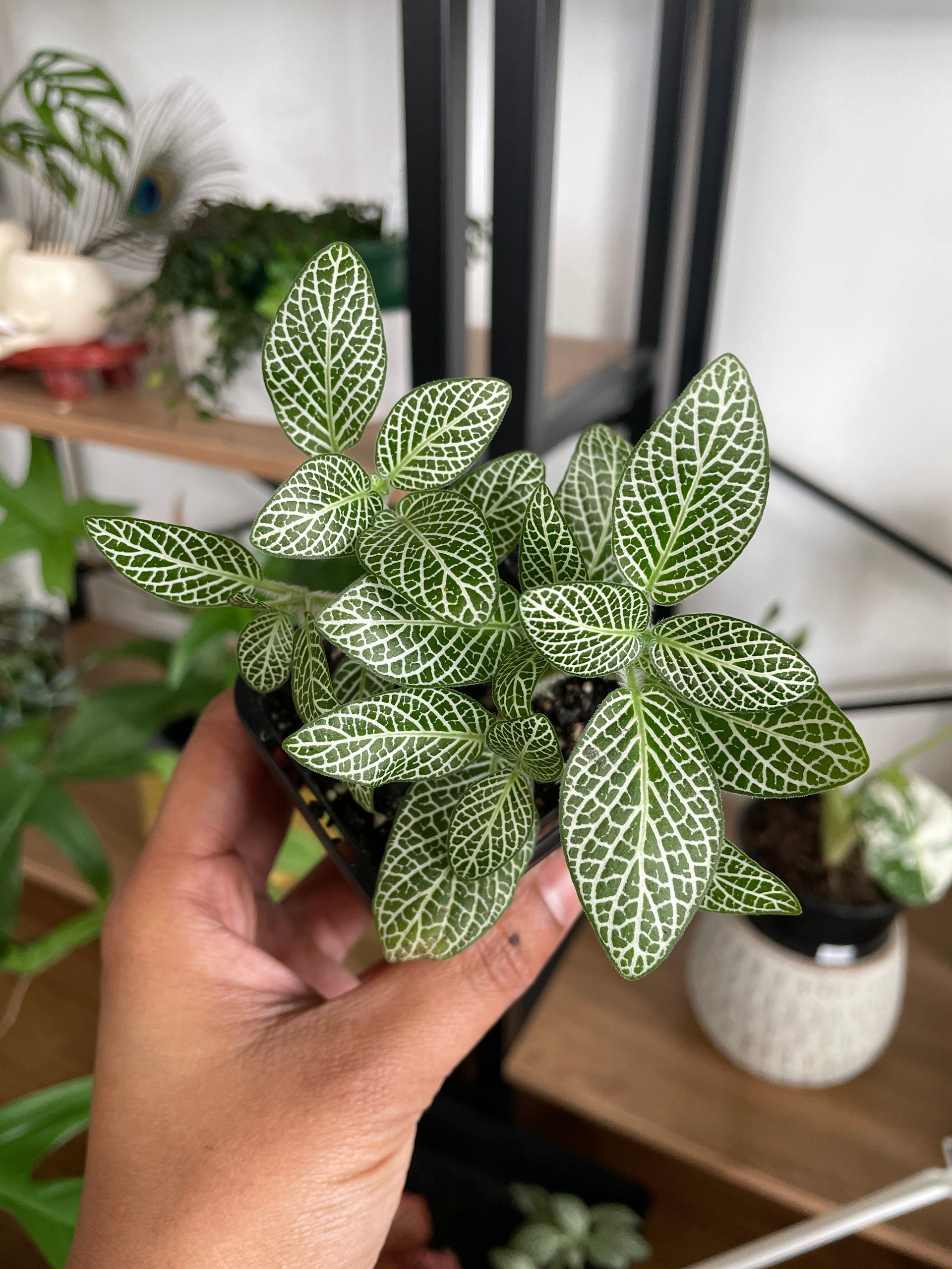 nerve plant in terrarium Fittonia Nerve Plant (Terrarium Plant) – Wera Plants