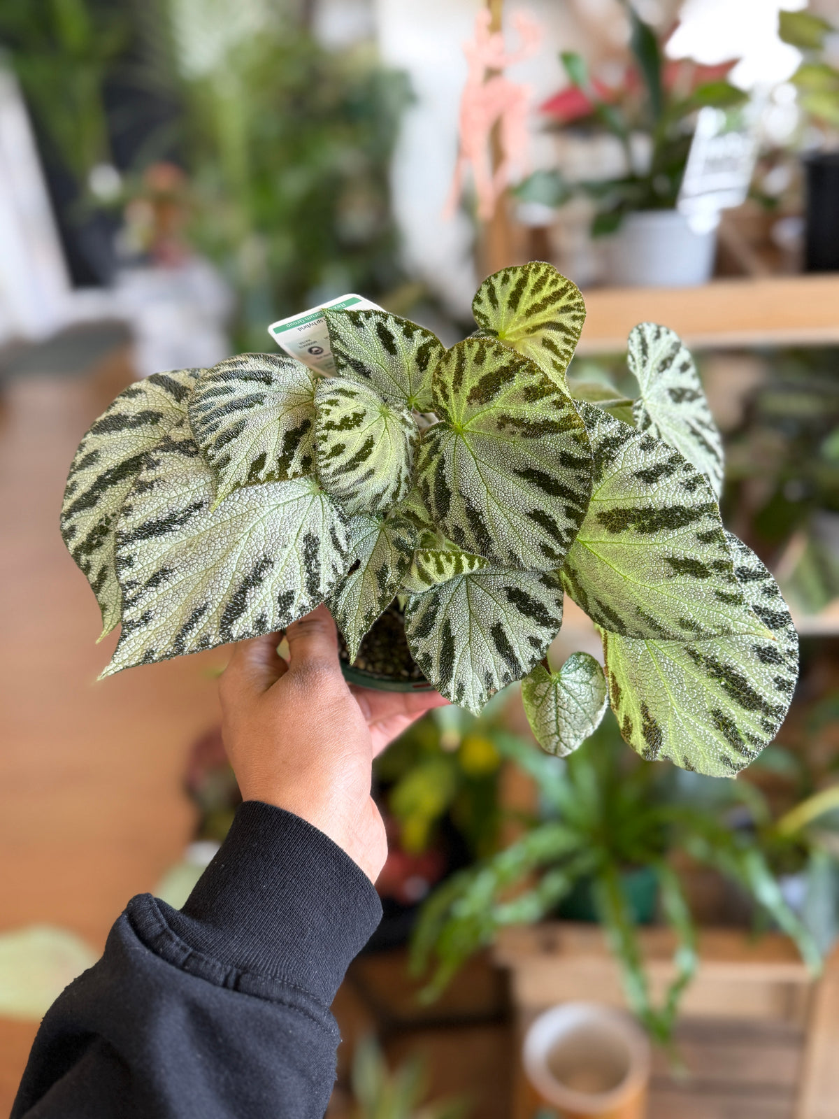 Begonia ‘Silver Jewels’