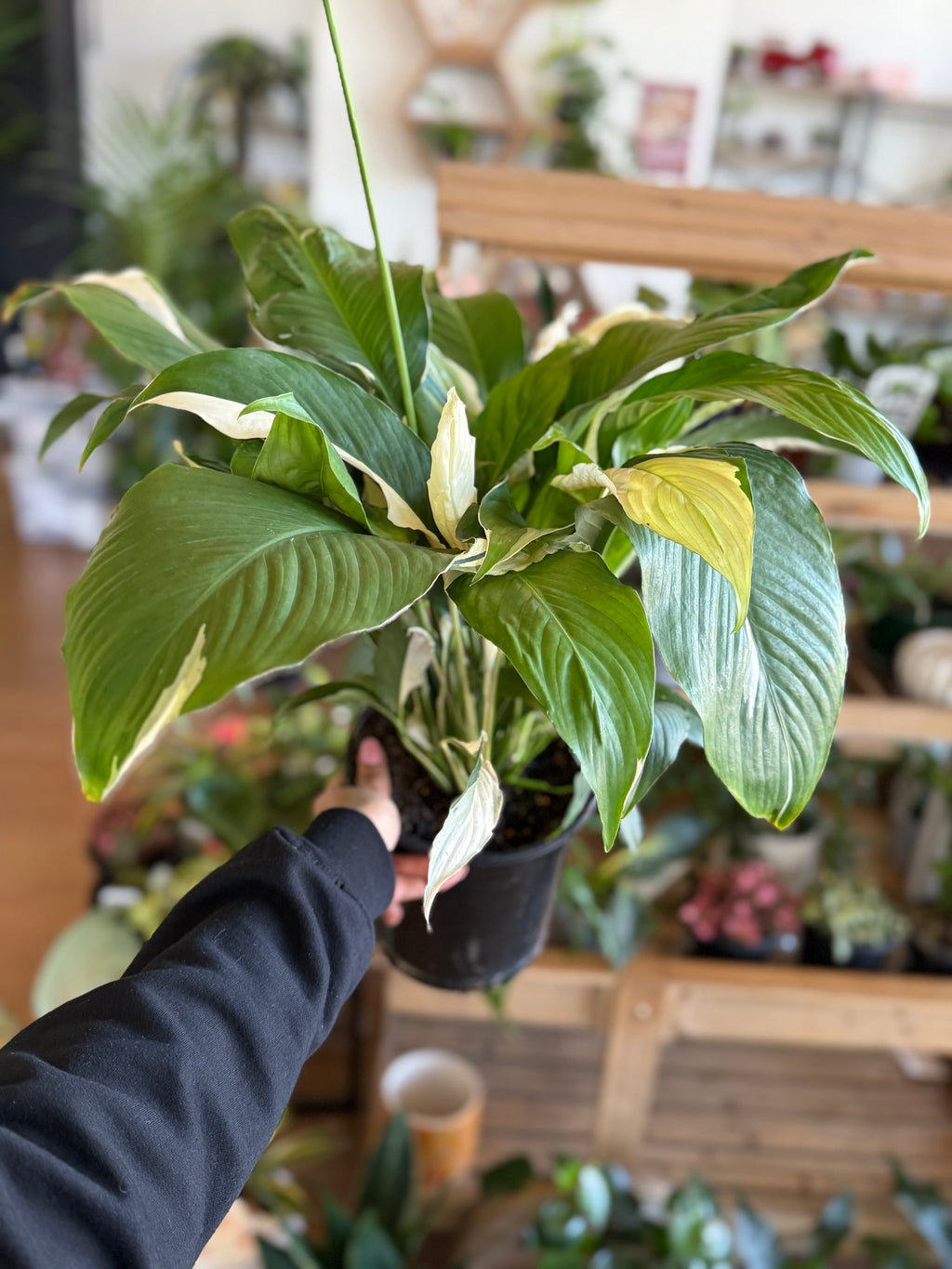 Spathiphyllum ‘Picasso’ (Variegated Peace Lily)