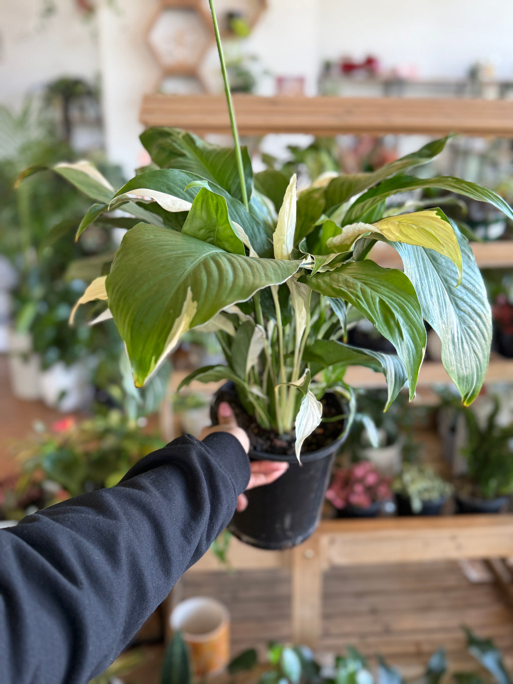 Spathiphyllum ‘Picasso’ (Variegated Peace Lily)
