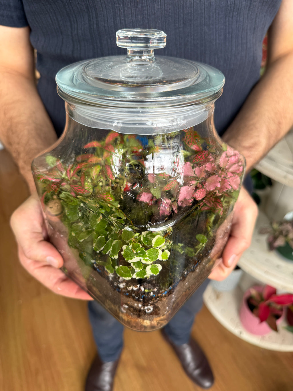 Indoor Plant Terrarium - Random (Pick-Up)
