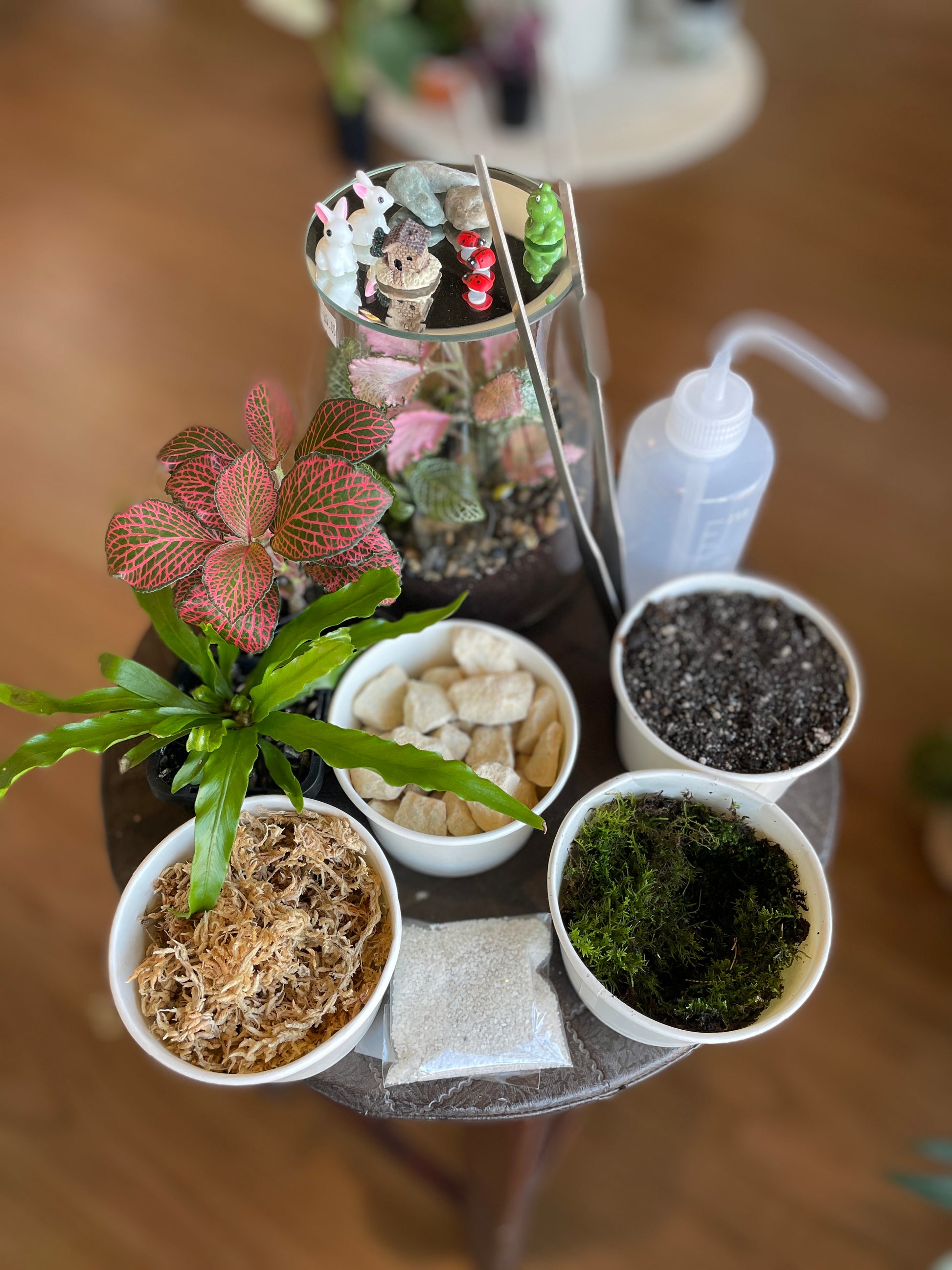 Sunday 1:00 PM Terrarium Workshop - Wera Plants