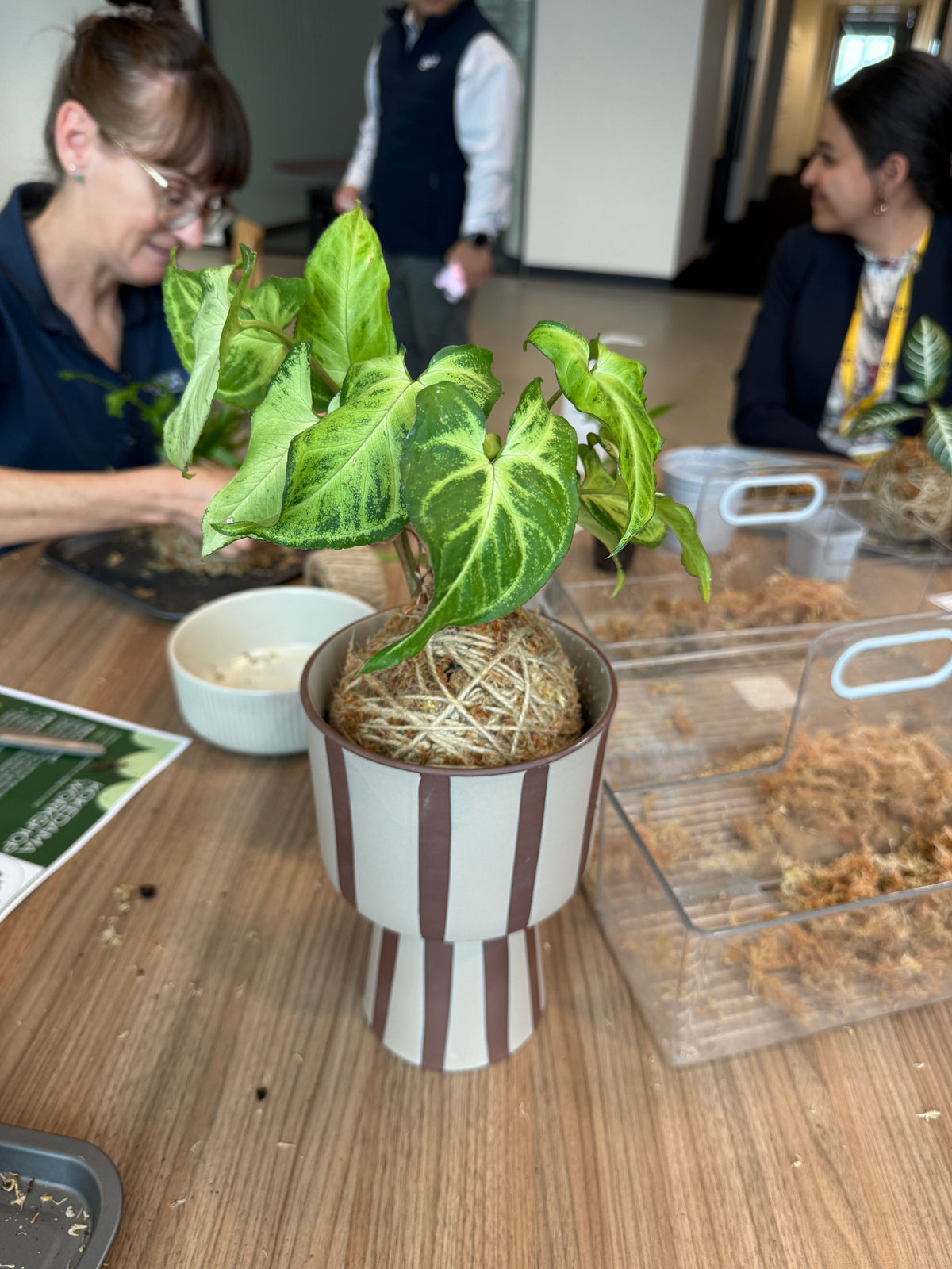 Kokedama Workshop – Create Your Own Moss Ball Magic! 🌱