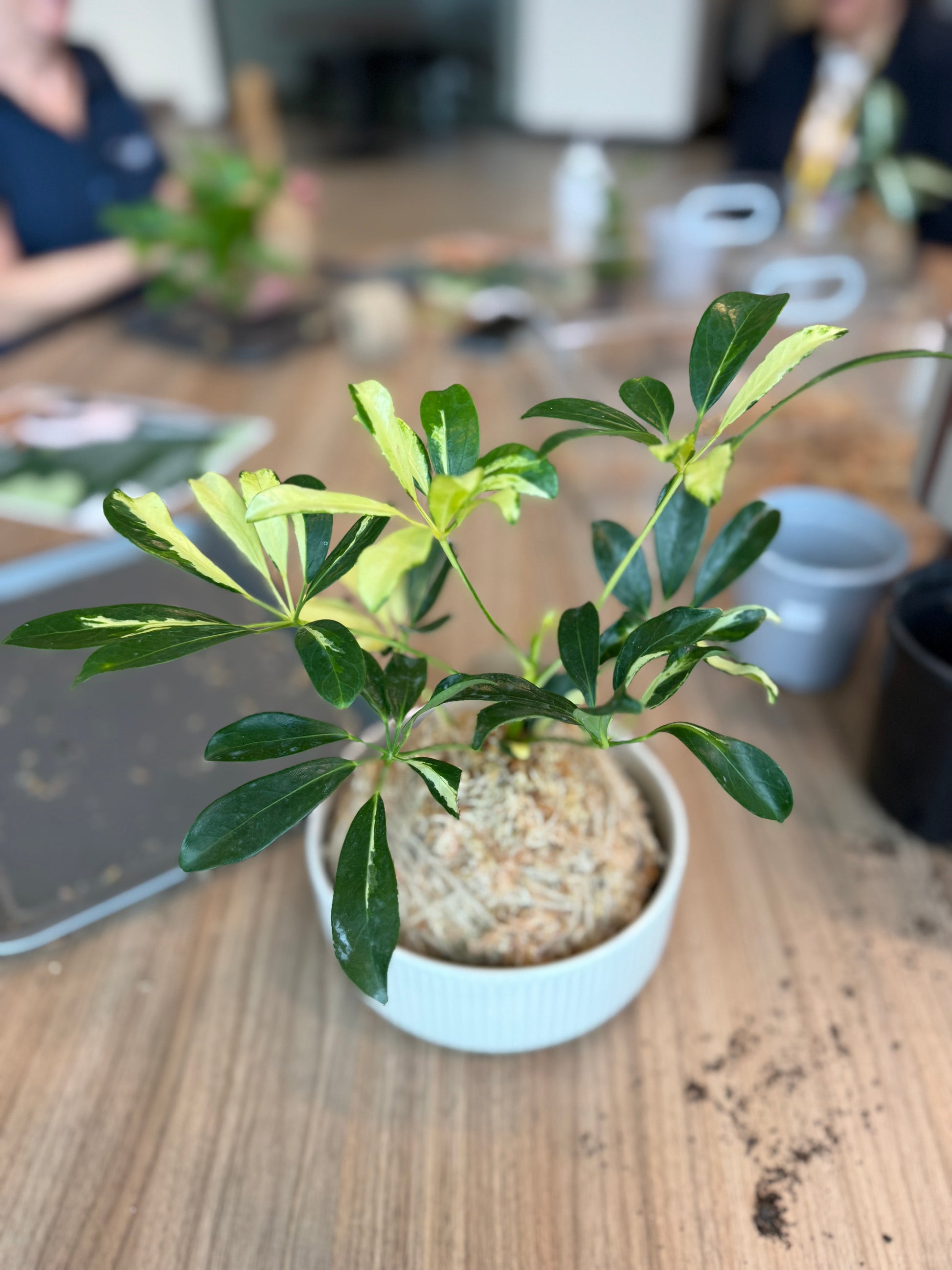 Kokedama Workshop – Create Your Own Moss Ball Magic! 🌱