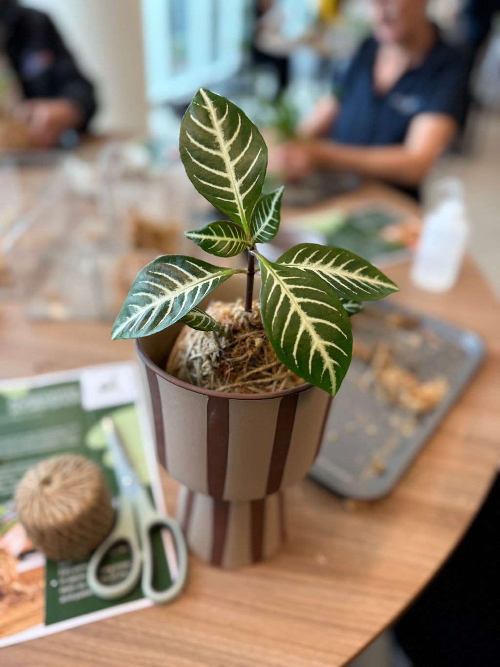 Kokedama Workshop – Create Your Own Moss Ball Magic! 🌱