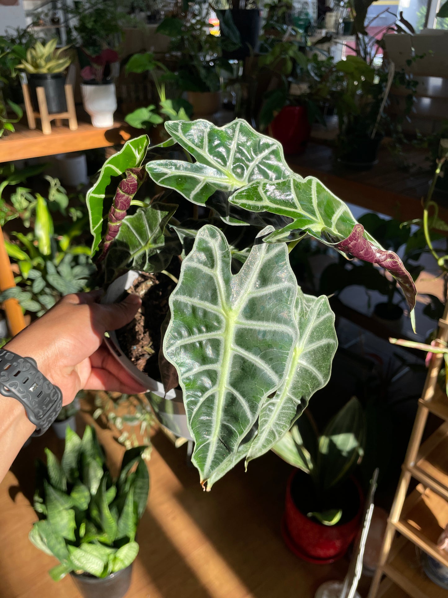 alocasia-bambino