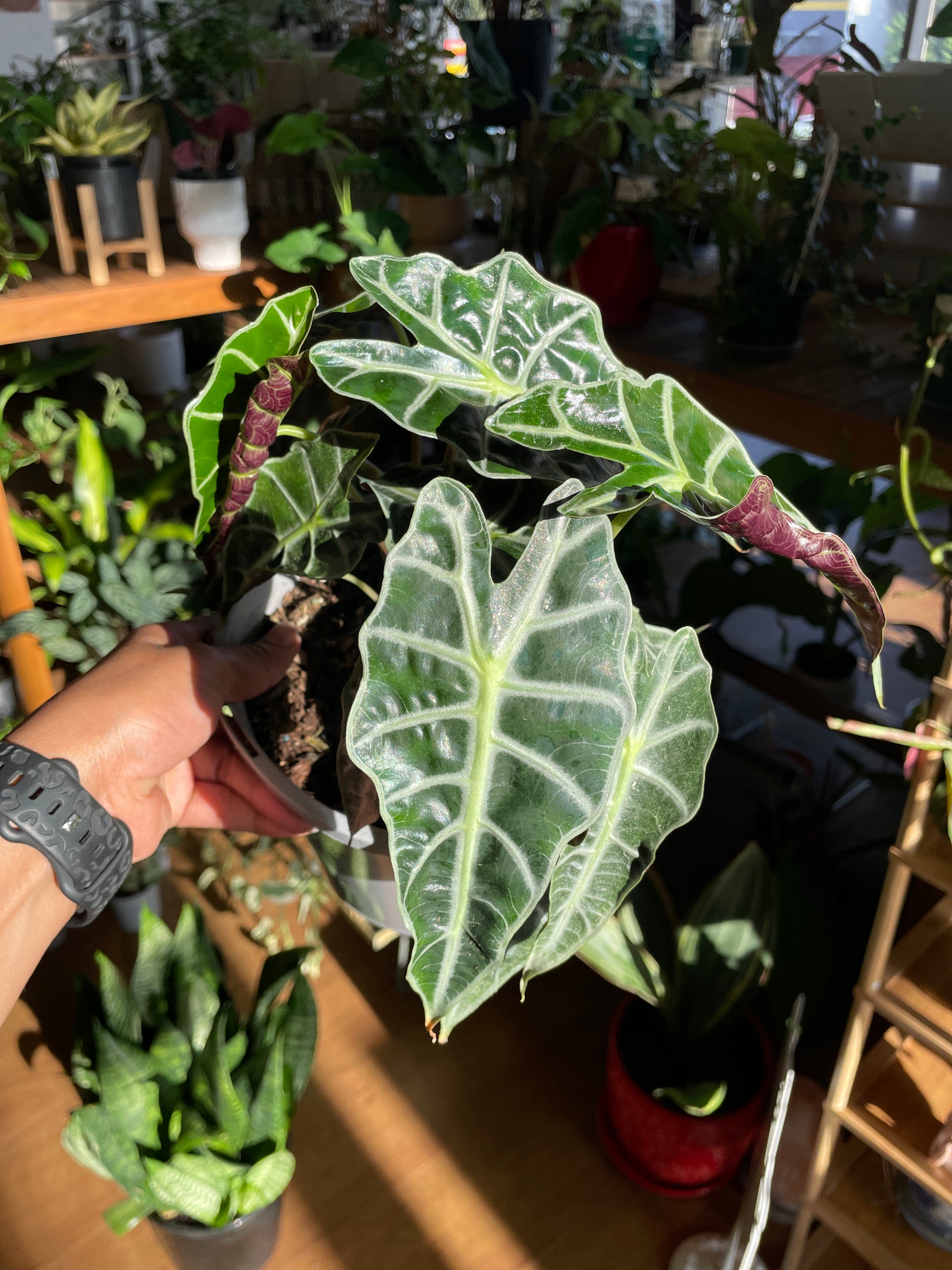 alocasia-bambino