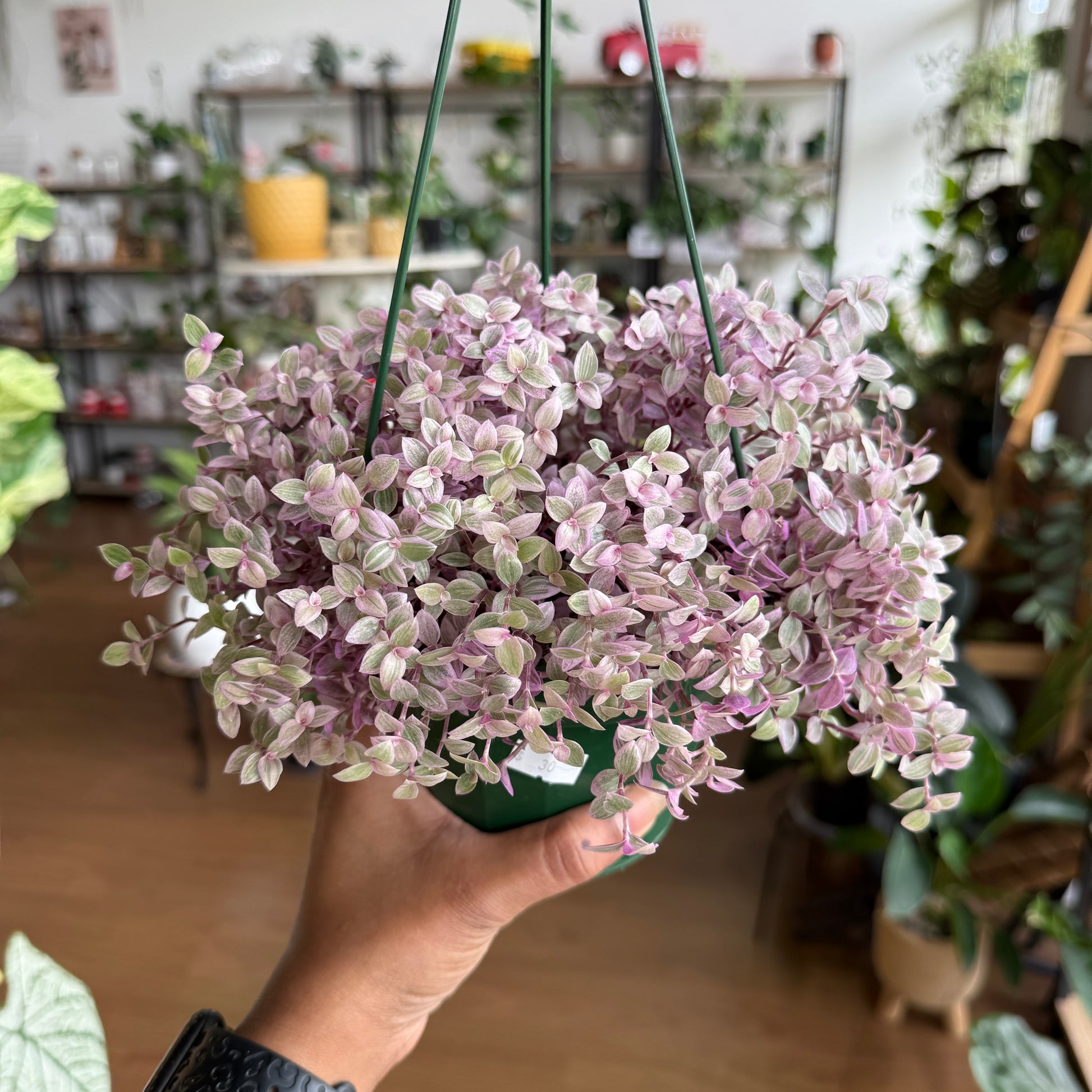 Callisia repens trailing indoor plant in hanging pot Sydney
